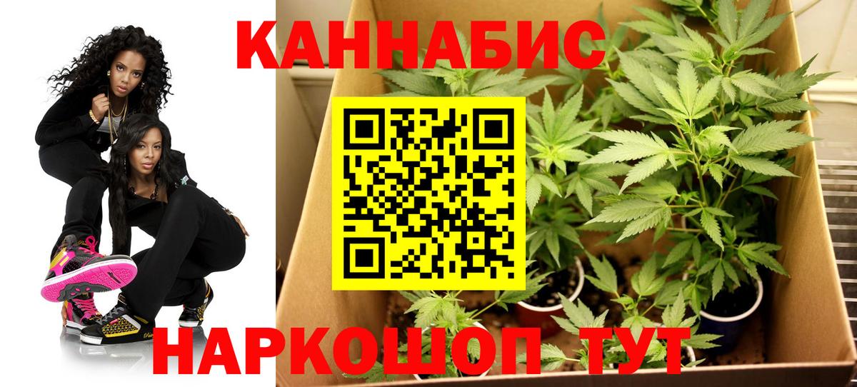 Шишки марихуана планчик Моршанск